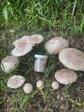 Fairy Ring, August 2026 LORE & LEGENDS